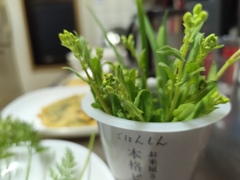 コカブのつぼみ…食べられる。
