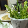 コカブのつぼみ…食べられる。
