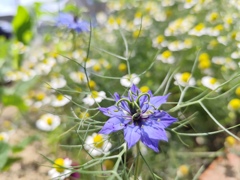 そうか、６月に咲いていたのか。。