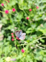 翅の色が白っぽくなった？