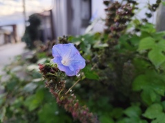 雨上がり朝顔