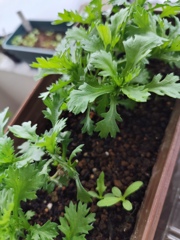 春菊がいい感じ