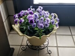 過保護のビオラ