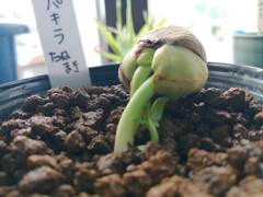 パキラ種まき8日後。