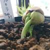 パキラ種まき8日後。