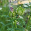 花の後先