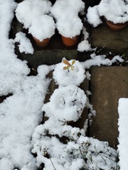 積雪の朝
