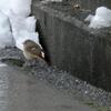 冬が来る前に〜
