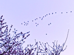 空にハクチョウが…