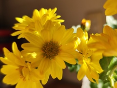 黄色の小菊