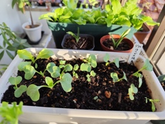 プランター便り