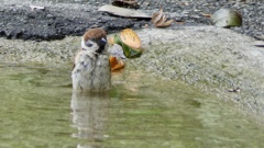 お昼に水浴び