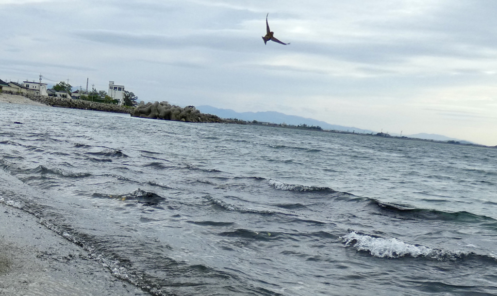 海の小鳥