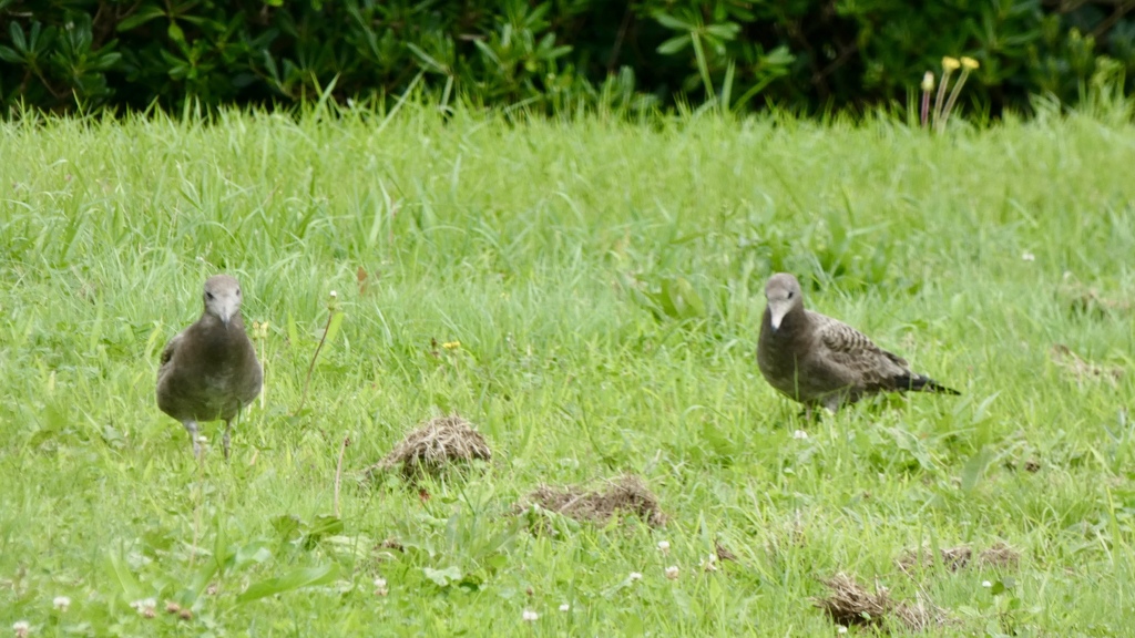 ウミネコの幼鳥
