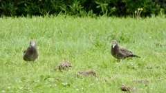 ウミネコの幼鳥