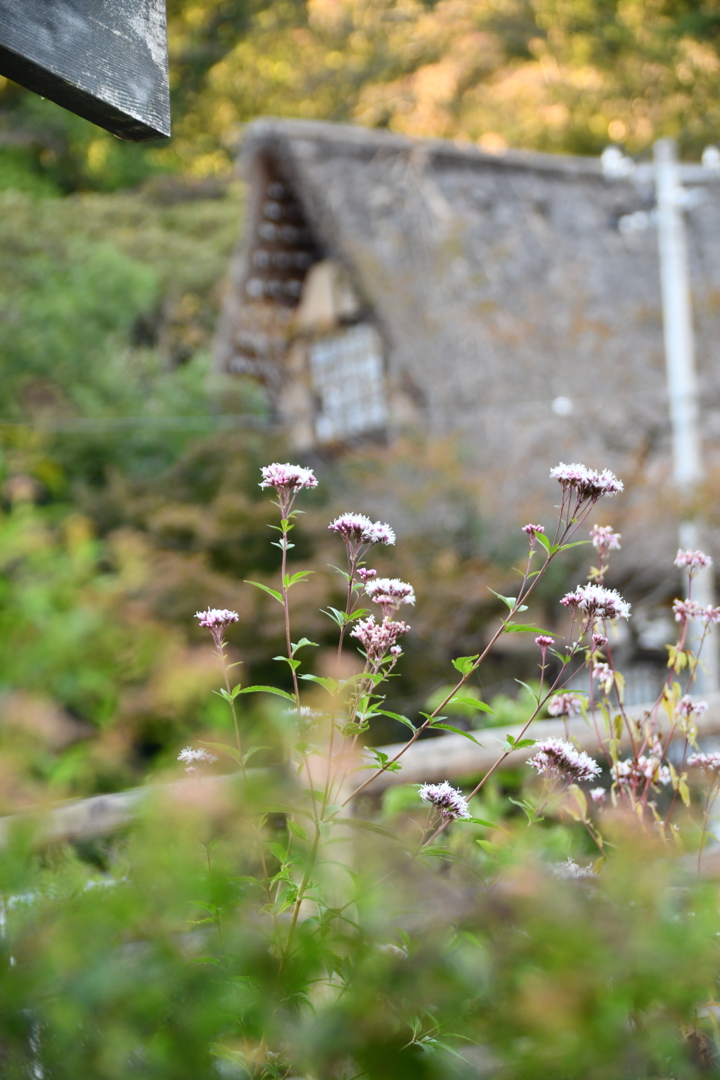 フジバカマ越しの茅葺き屋根