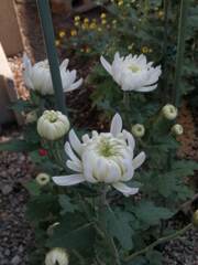 ２年前の白い菊から