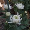 ２年前の白い菊から
