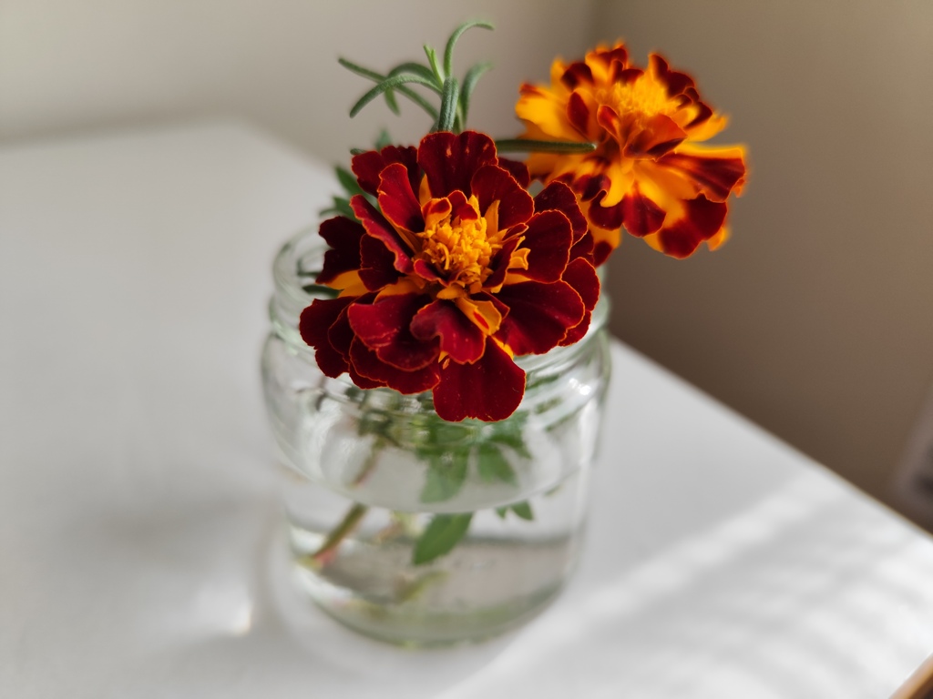 マリーゴールド