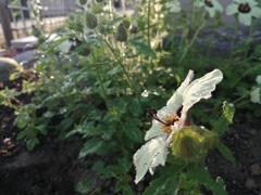 銀銭花、初見です。