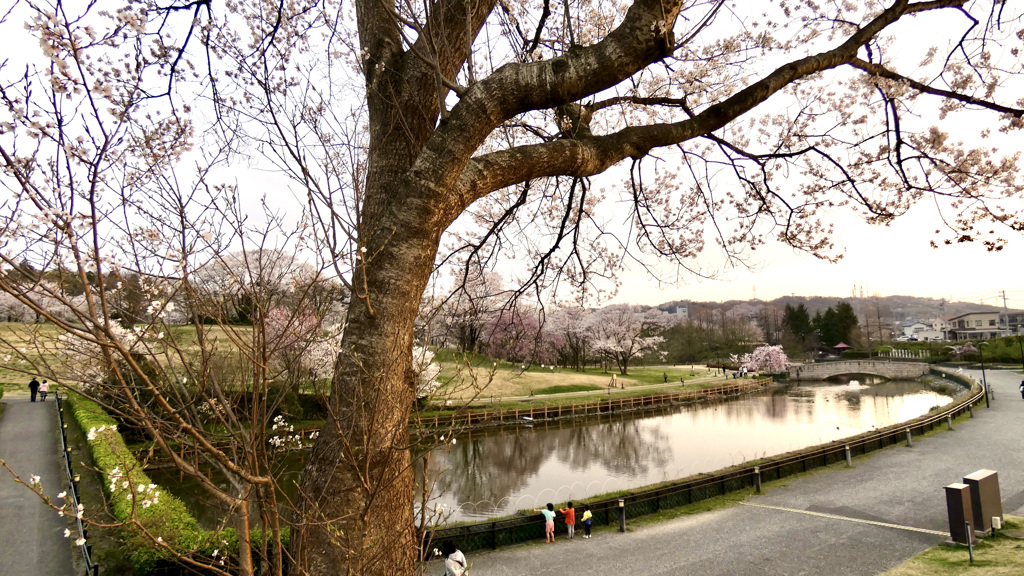 桜から見降ろして〜