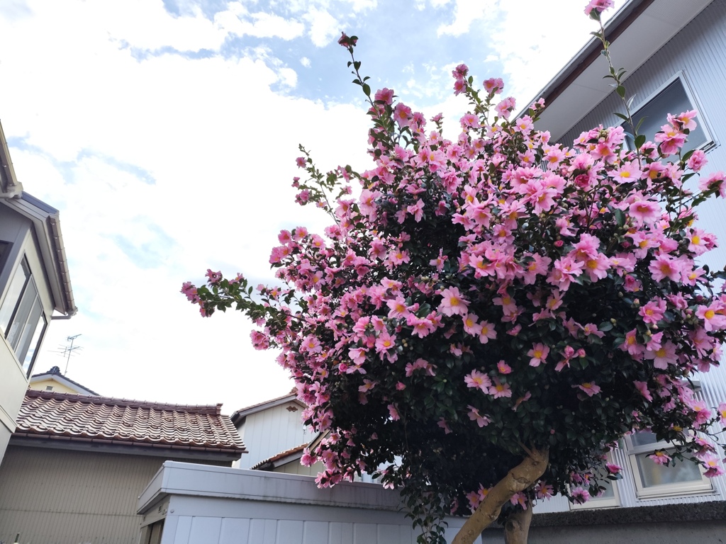 うちで一番大きな木