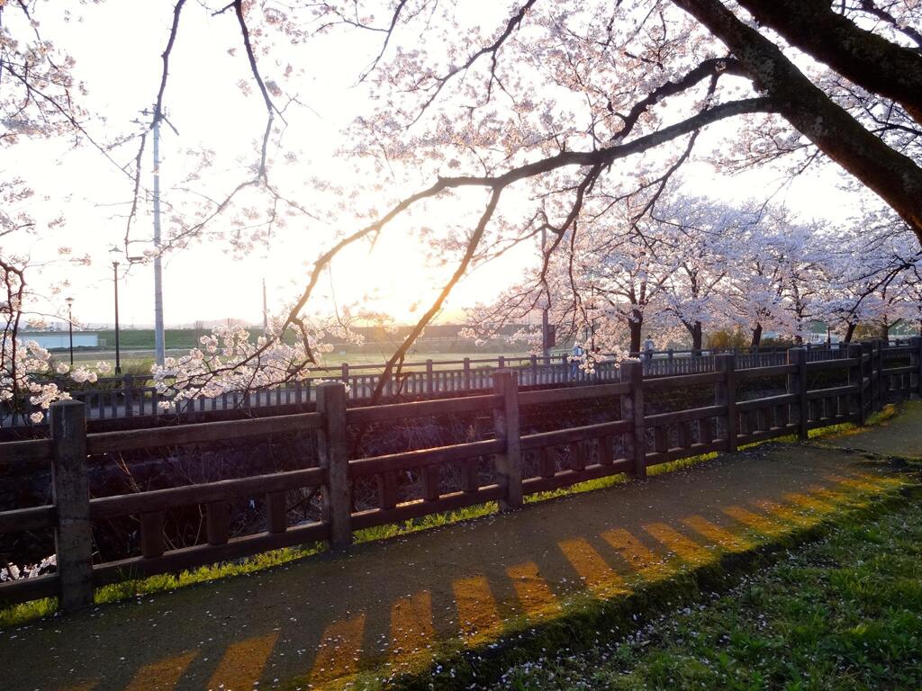 夕日と桜