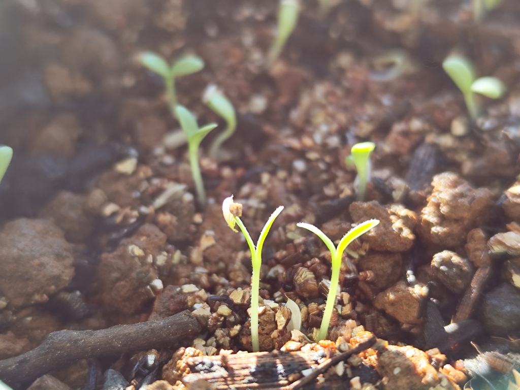 サンチュの発芽