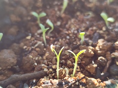 サンチュの発芽