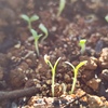 サンチュの発芽