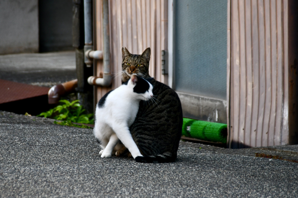 ハチ子、甘える＾＾