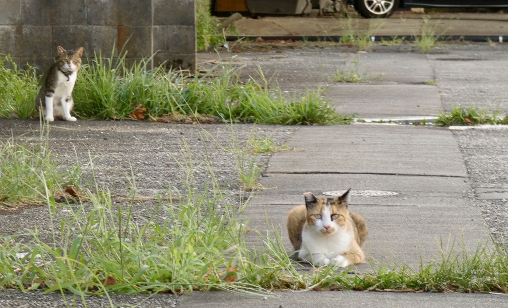 キモ座ったネコ