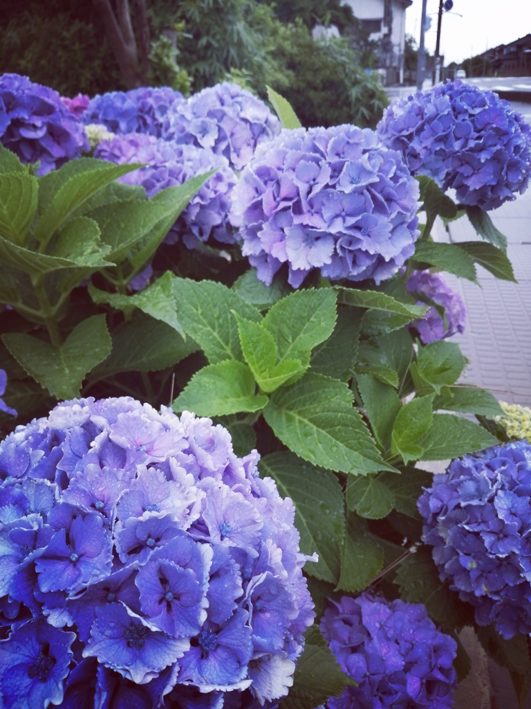 紫陽花