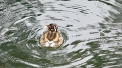 カイツブリ幼鳥さん