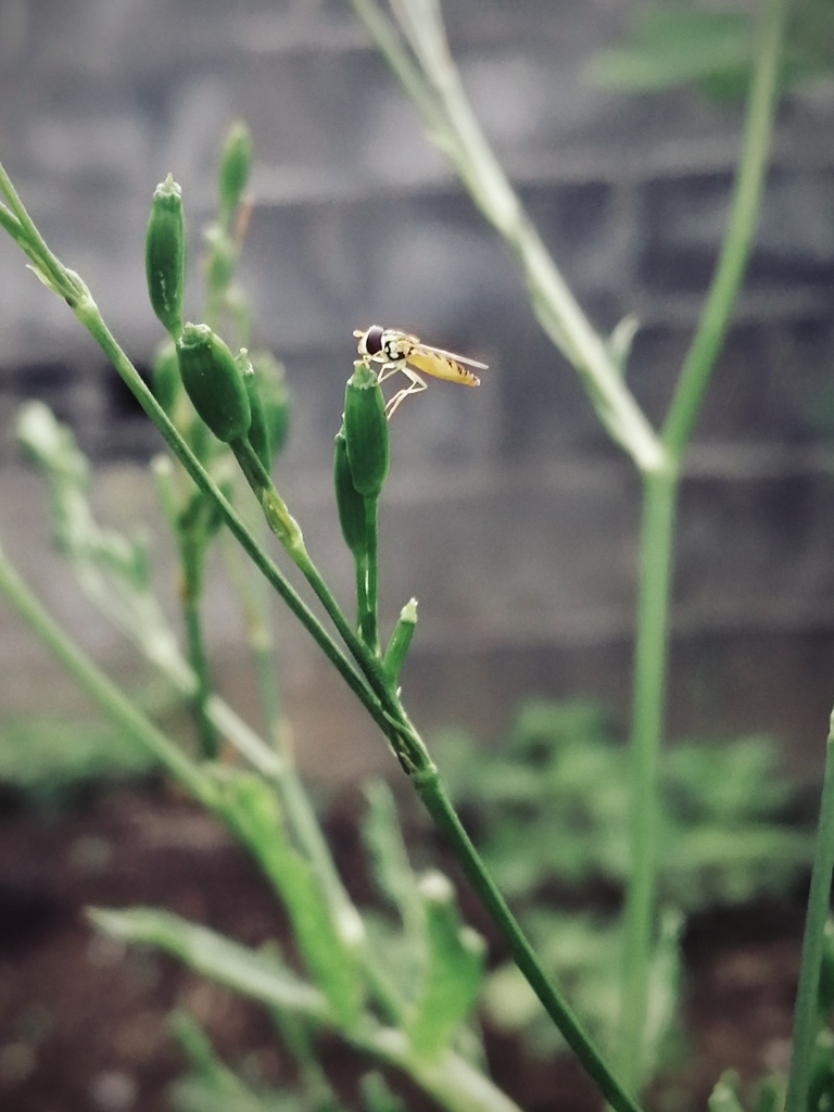 ミツバの花タネにとまる、極小さん