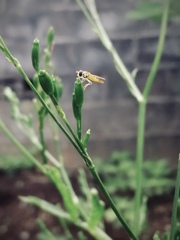 ミツバの花タネにとまる、極小さん