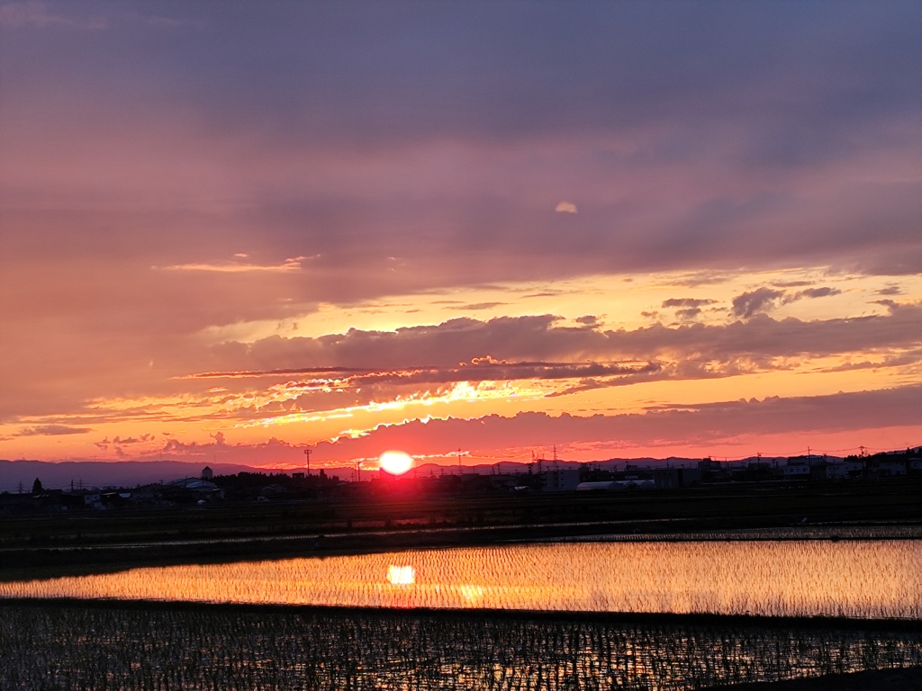 水田の輝く