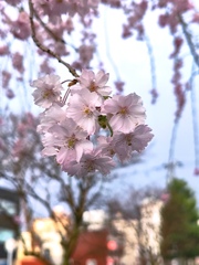 揺れる桜
