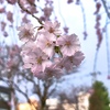 揺れる桜