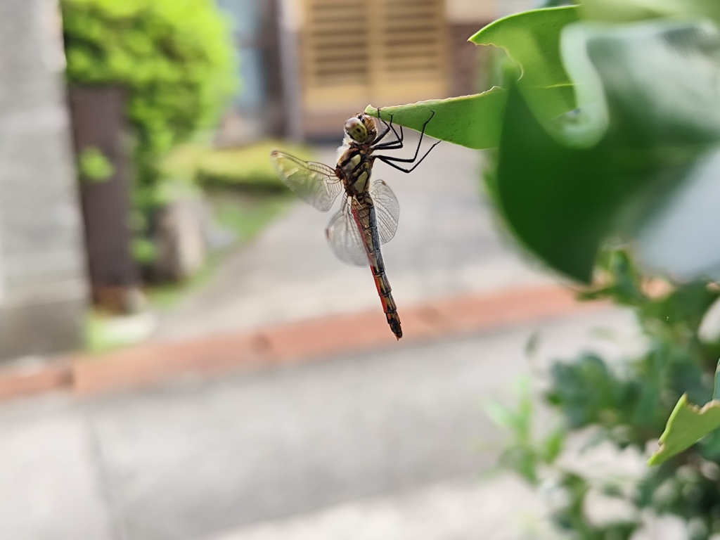 秋分の日のトンボ