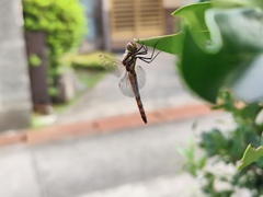 秋分の日のトンボ