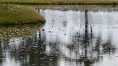 降り出した雨