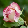 王道のバラ