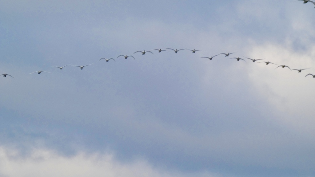 大群で（２月の白鳥）