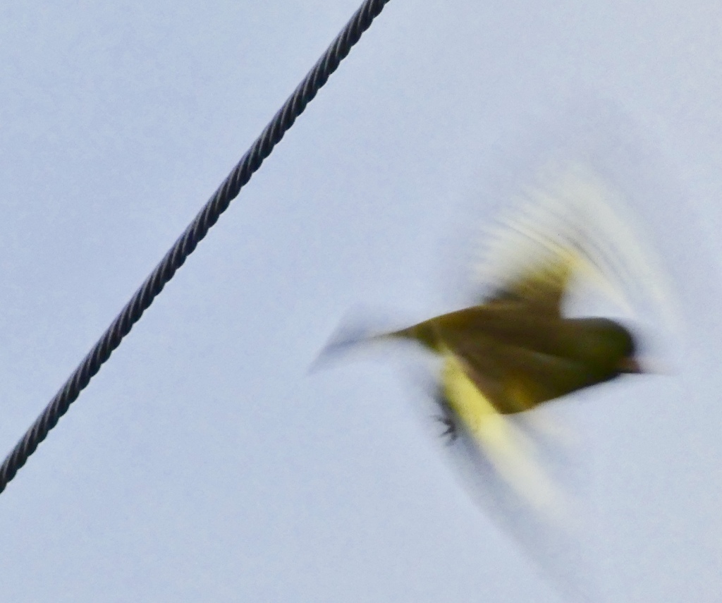 カワラヒワ飛んだ