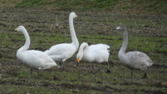 グレーの子は幼鳥さん
