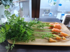 ミニにんじん全形