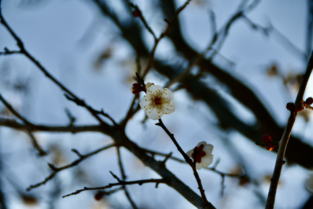 梅の花