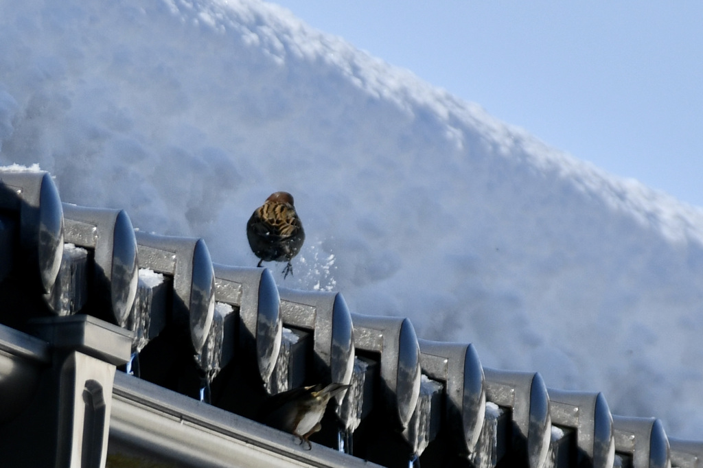 雪を飛ばして