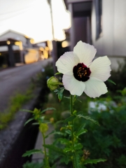 日の丸みたいに